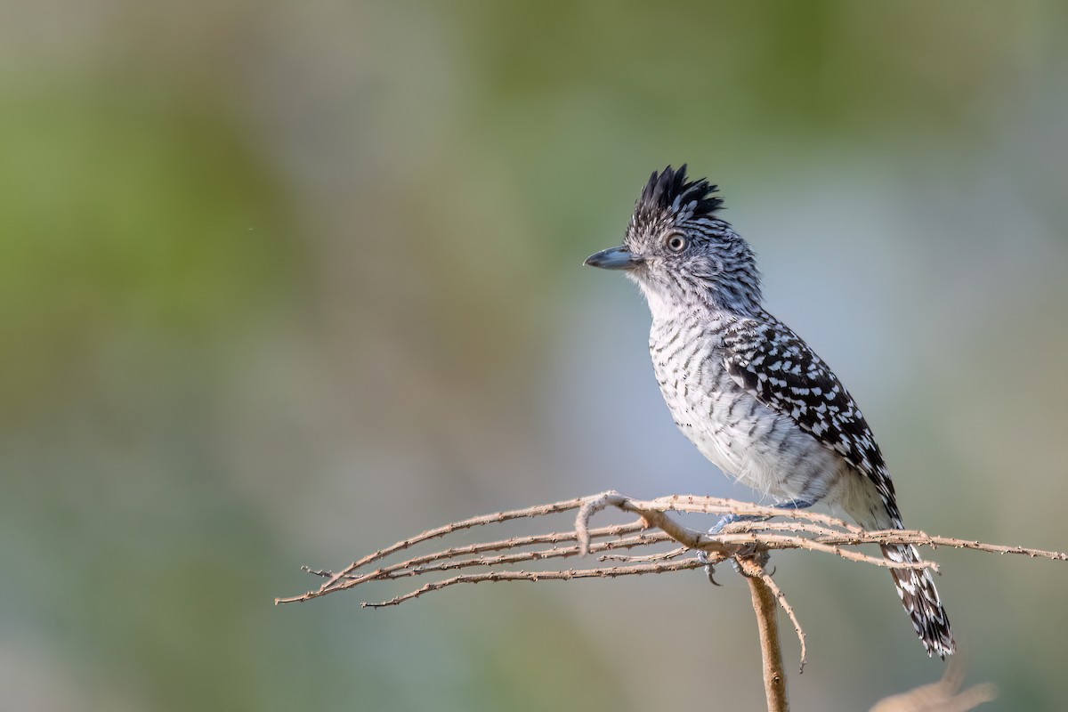 Batará Barrado - ML645455611