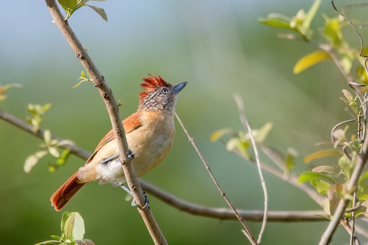 Batará Barrado - ML645455612