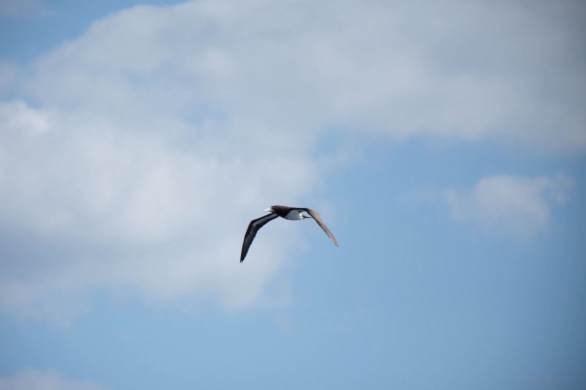 brunsule - ML645455613