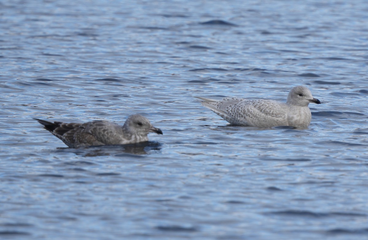 Iceland Gull - ML645455615