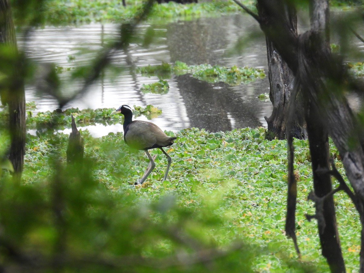 Бронзовокрылая якана - ML645455618