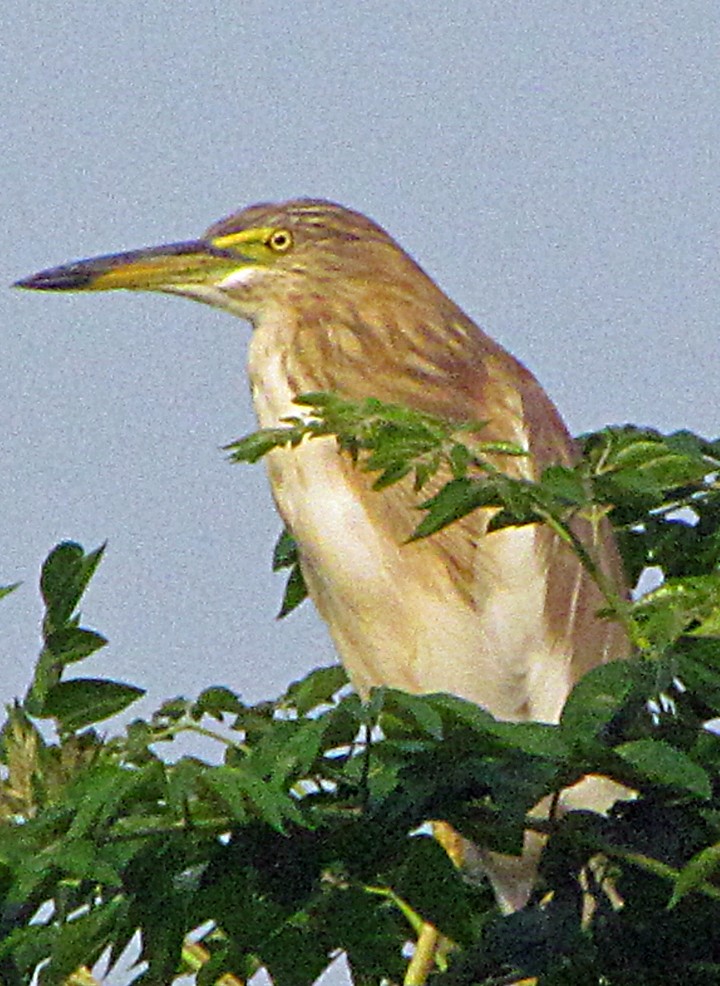 Indian Pond-Heron - ML645455621