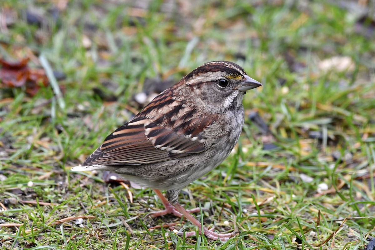 White-throated Sparrow - ML645455622