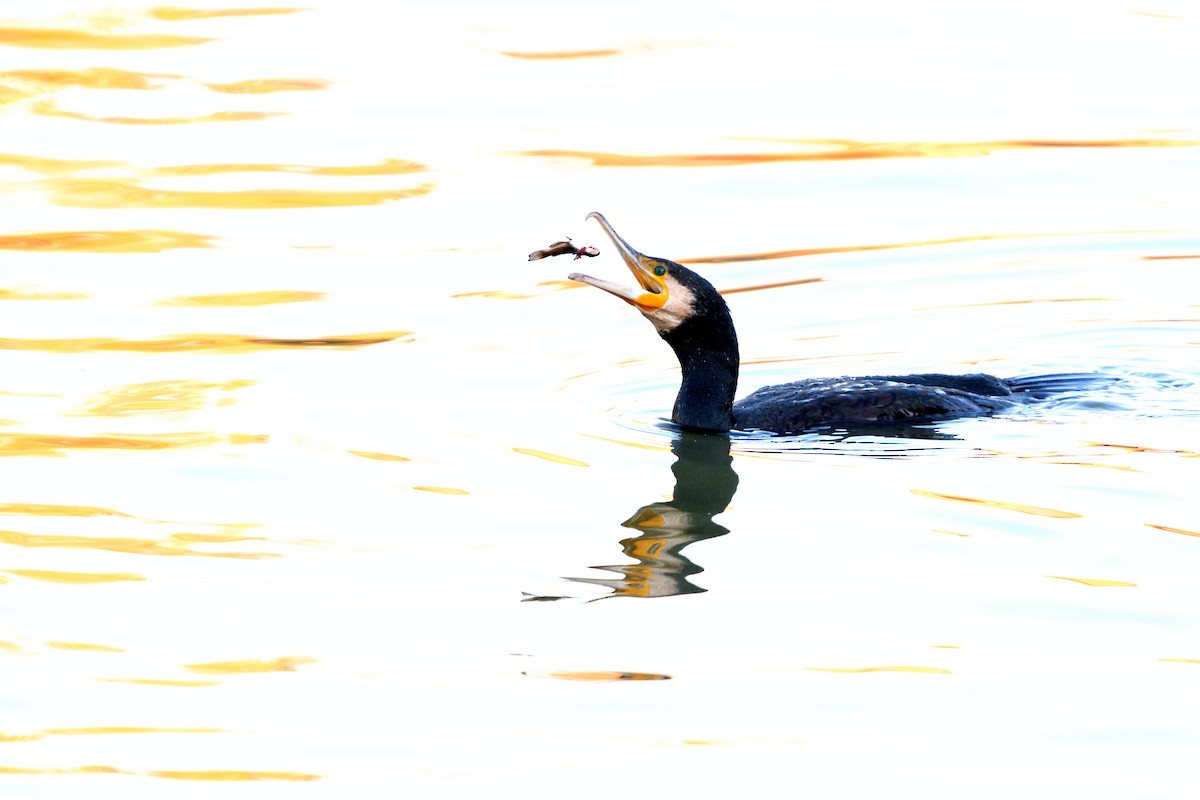 kormorán velký - ML645455624