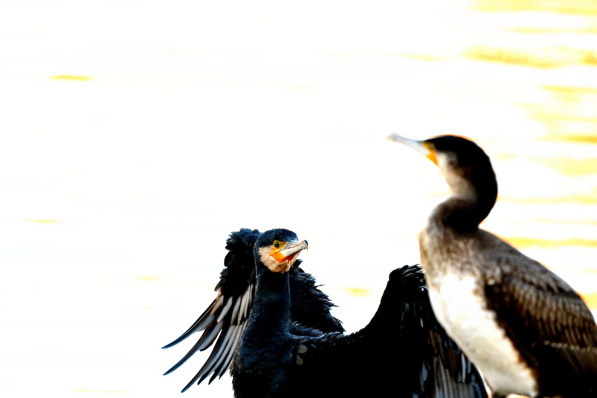 kormorán velký - ML645455625