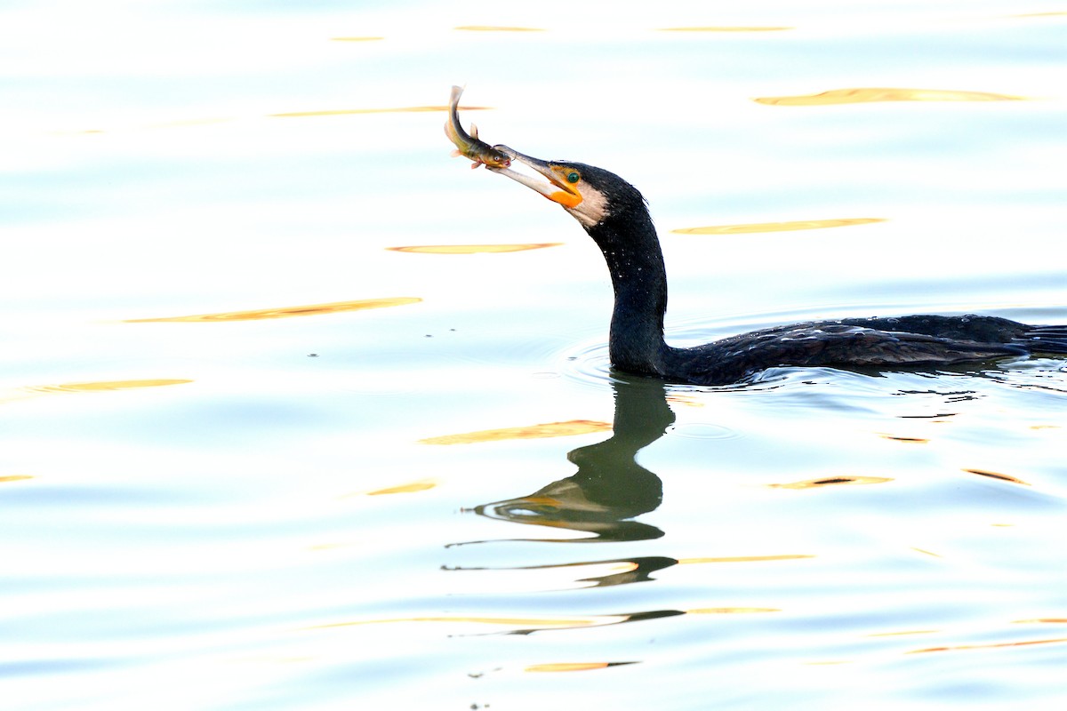 kormorán velký - ML645455626