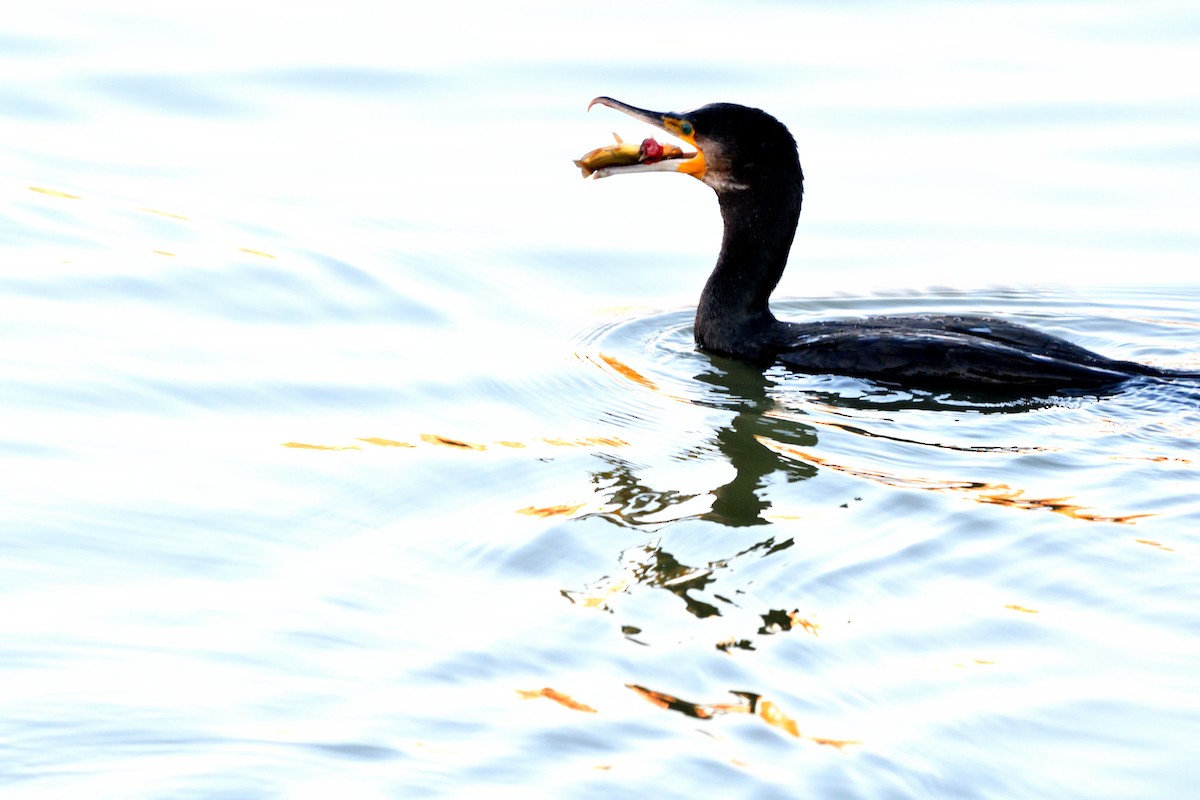 kormorán velký - ML645455627