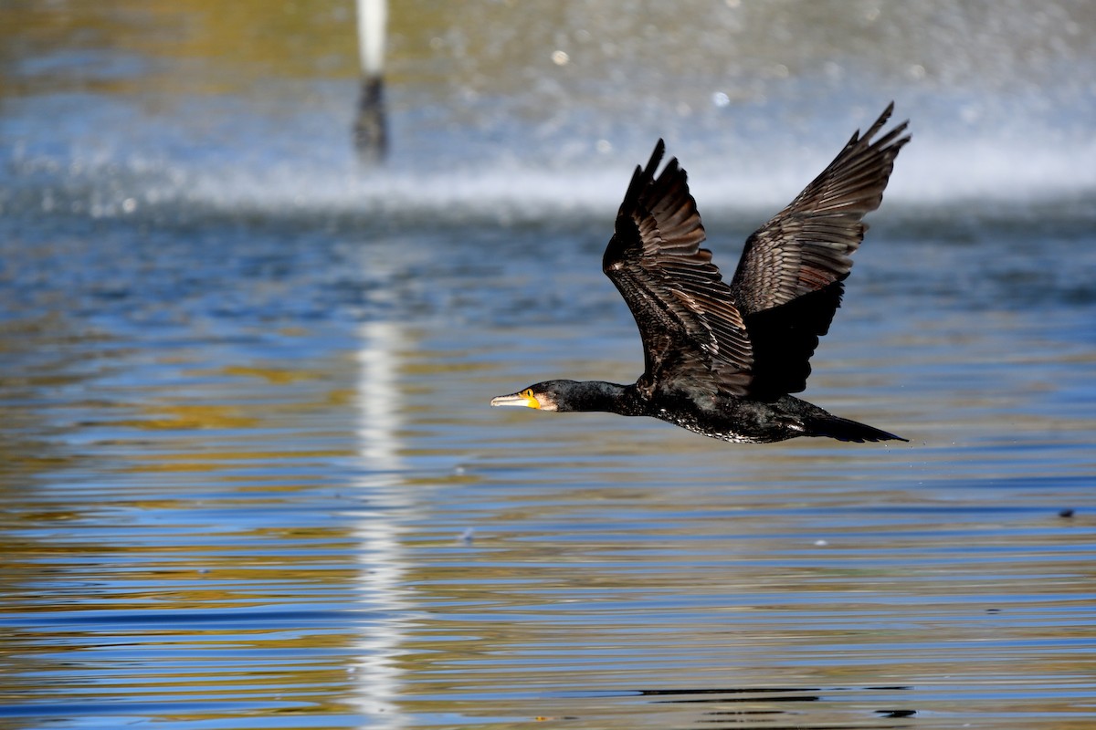 kormorán velký - ML645455630