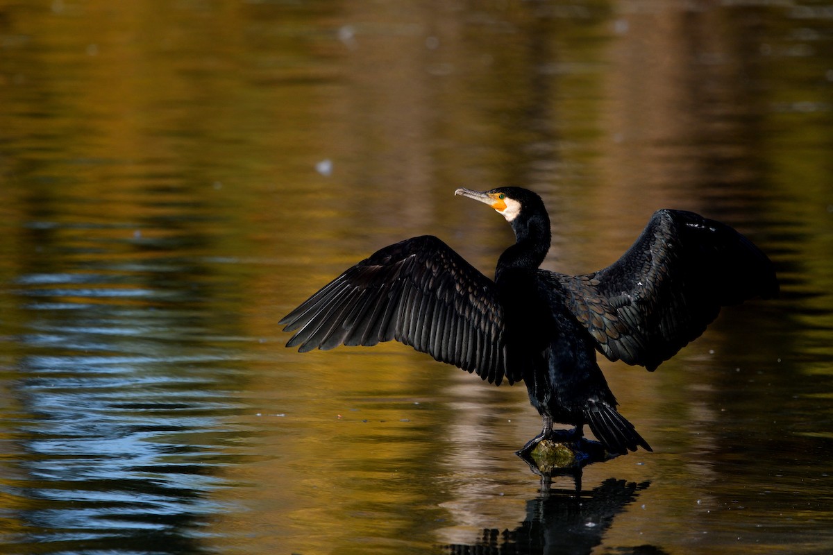 kormorán velký - ML645455632