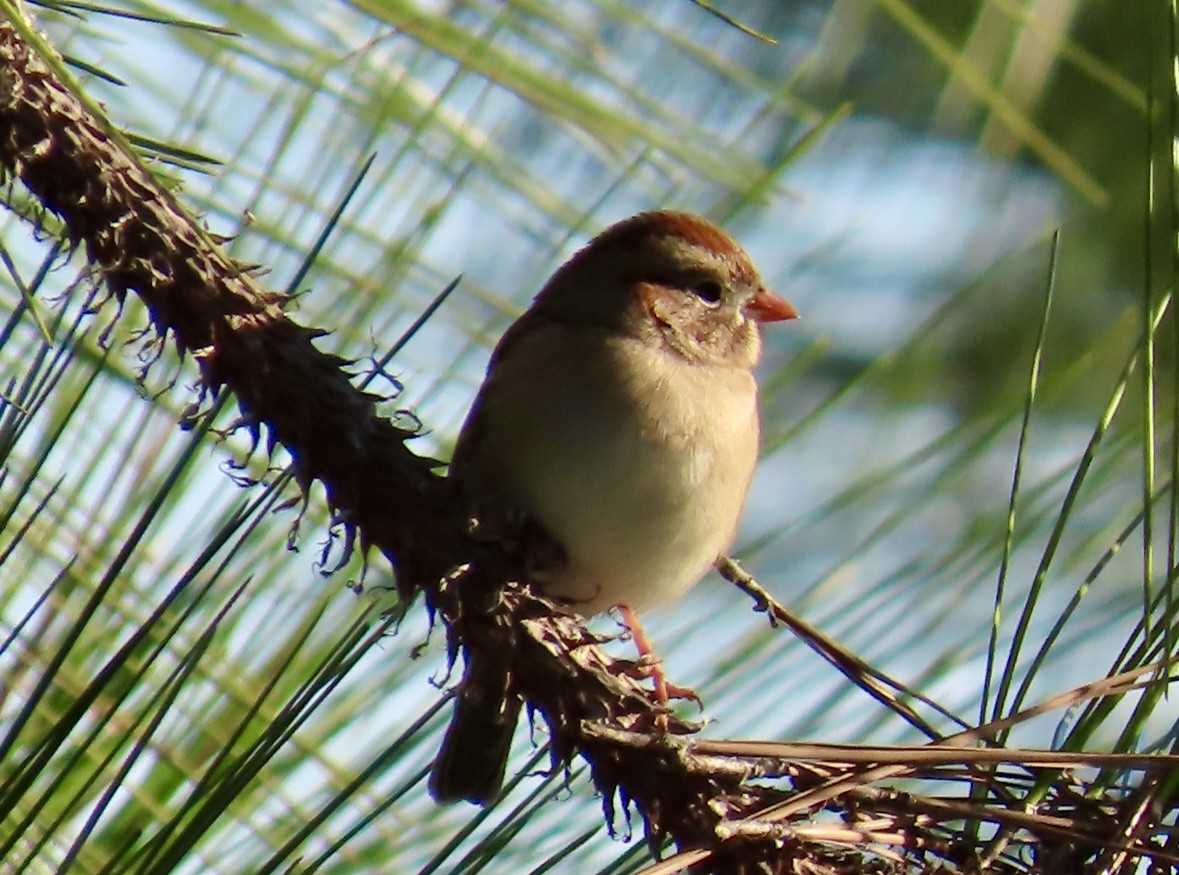 Field Sparrow - ML645455634