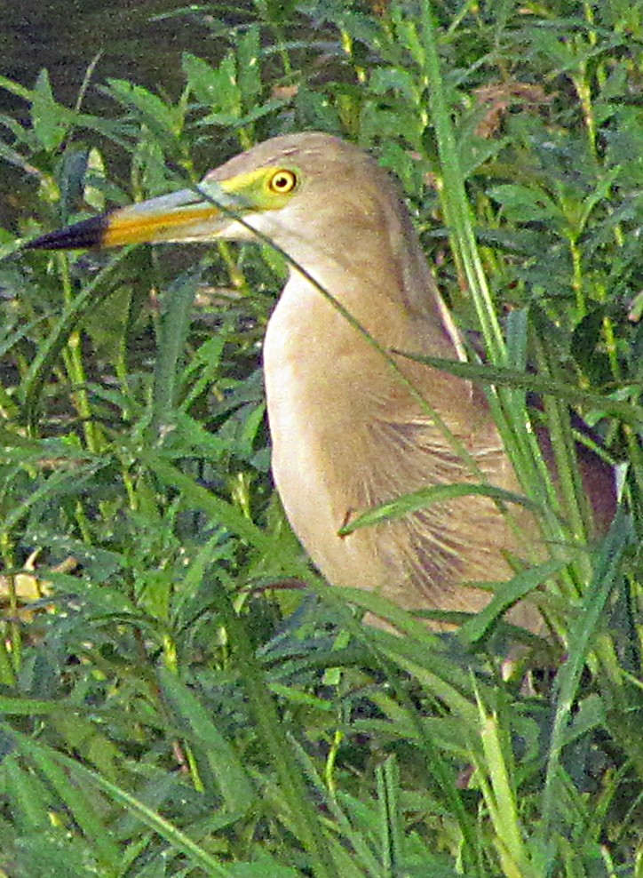 Indian Pond-Heron - ML645455637