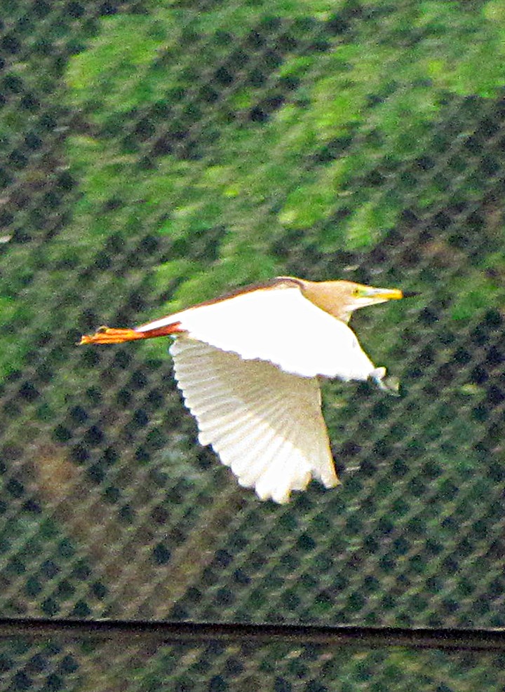 Indian Pond-Heron - ML645455638