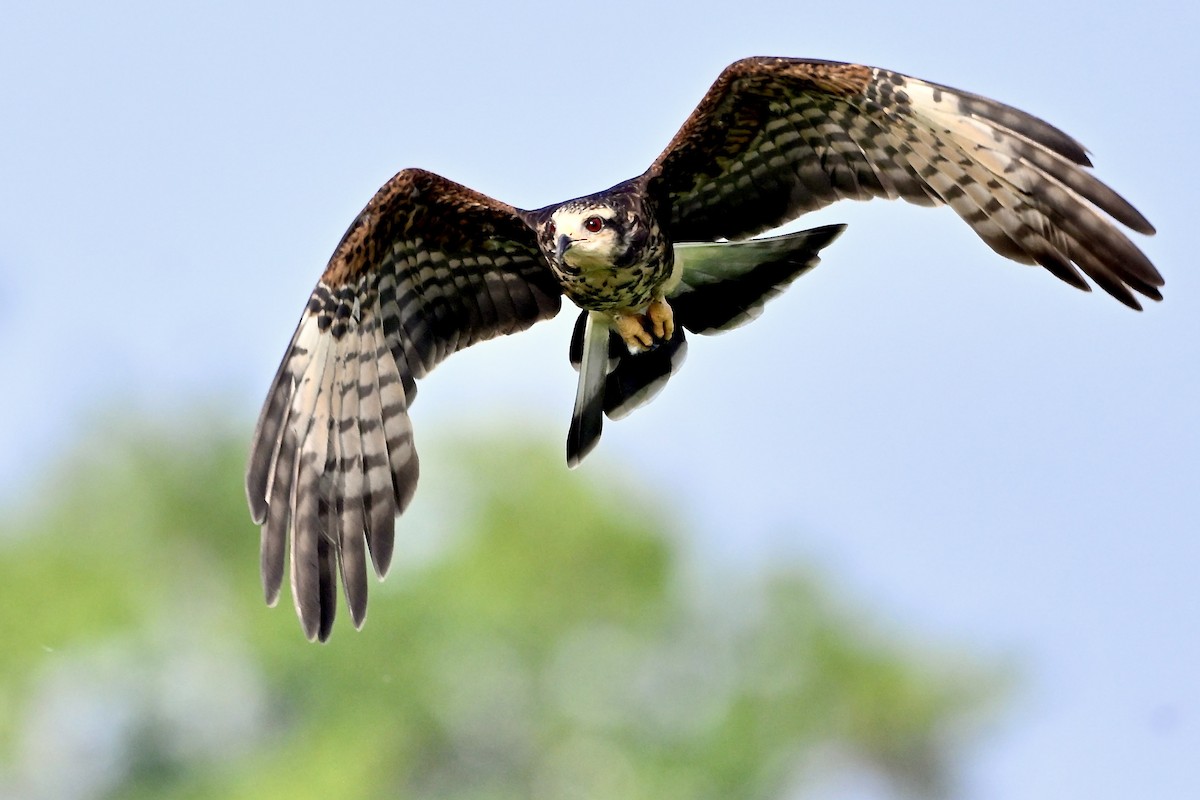Snail Kite - ML645455642