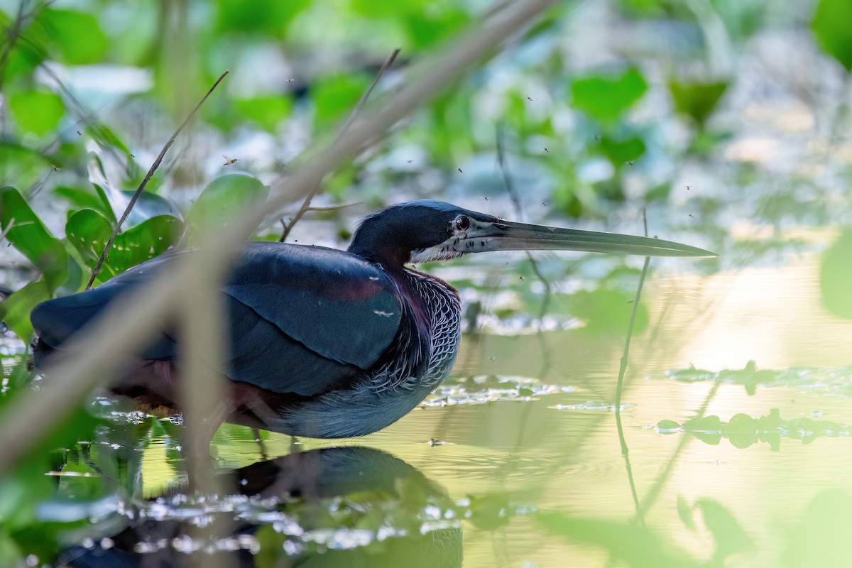 Agami Balıkçılı - ML645455645