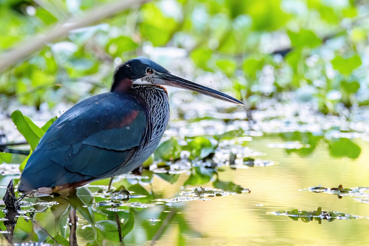 Agami Balıkçılı - ML645455646