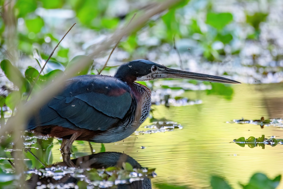 Agami Balıkçılı - ML645455647