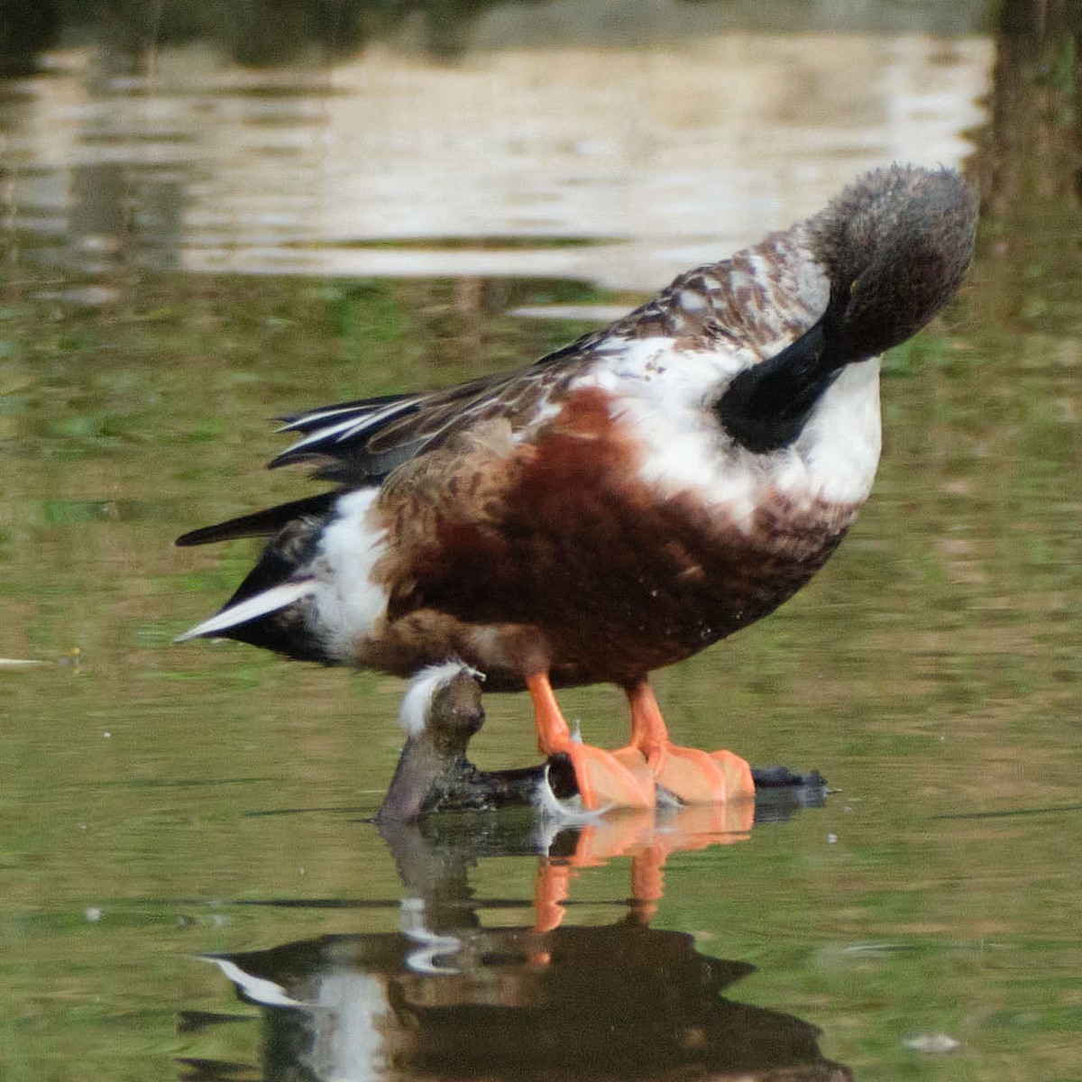 skjeand - ML645455649