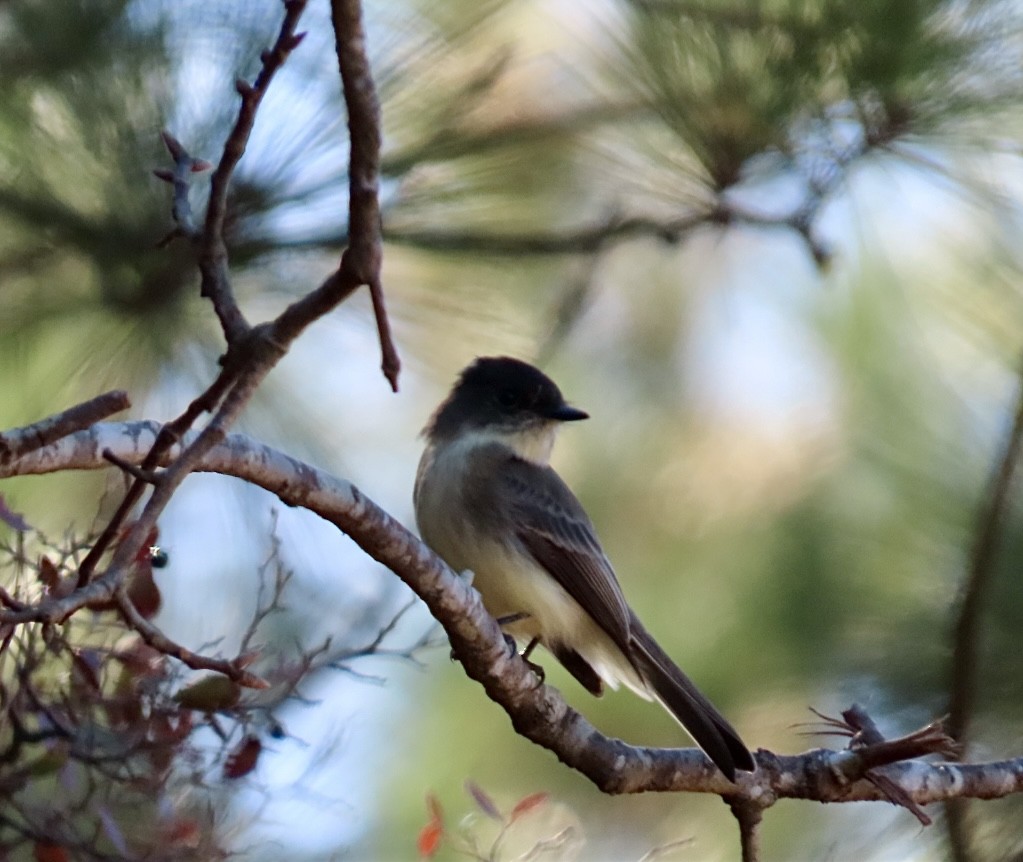 Eastern Phoebe - ML645455654