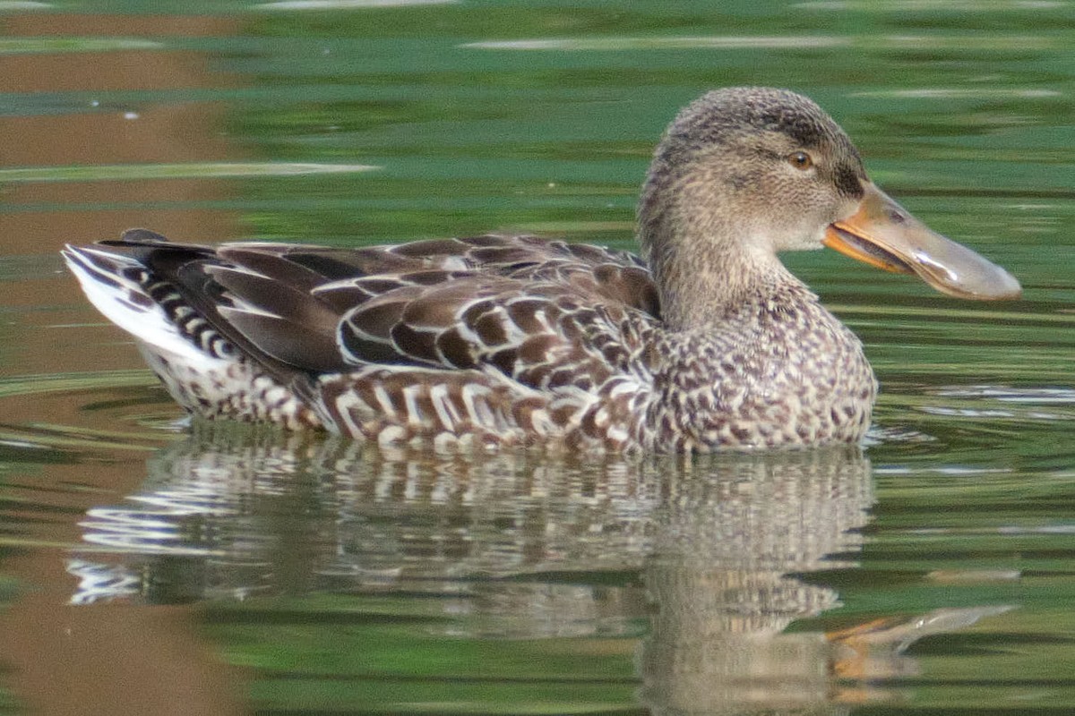 skjeand - ML645455657