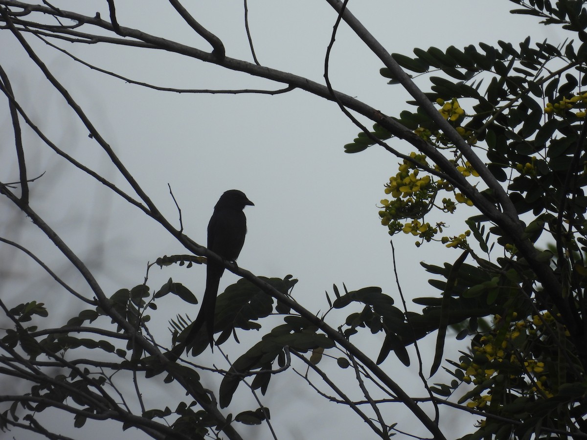 drongo černý - ML645455658