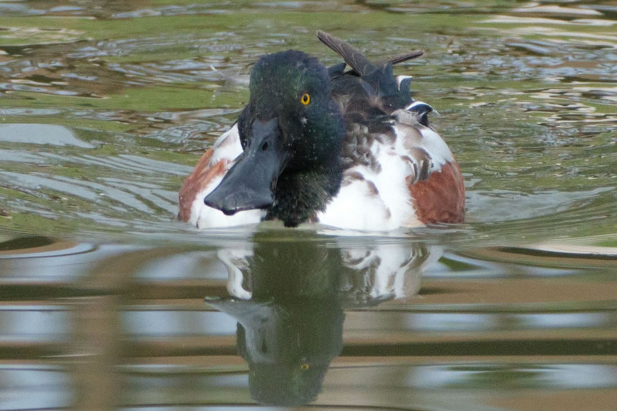 skjeand - ML645455663