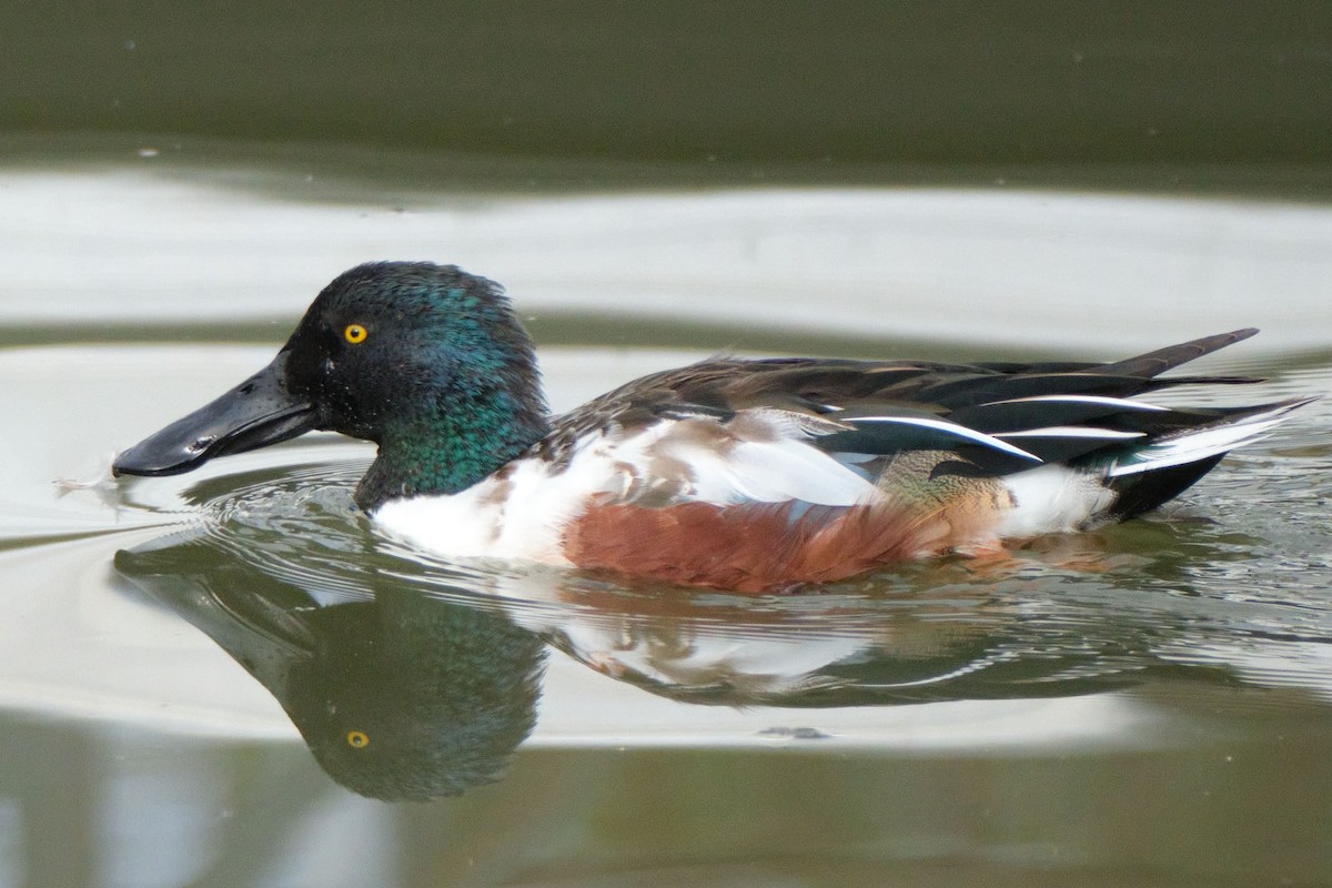 skjeand - ML645455664