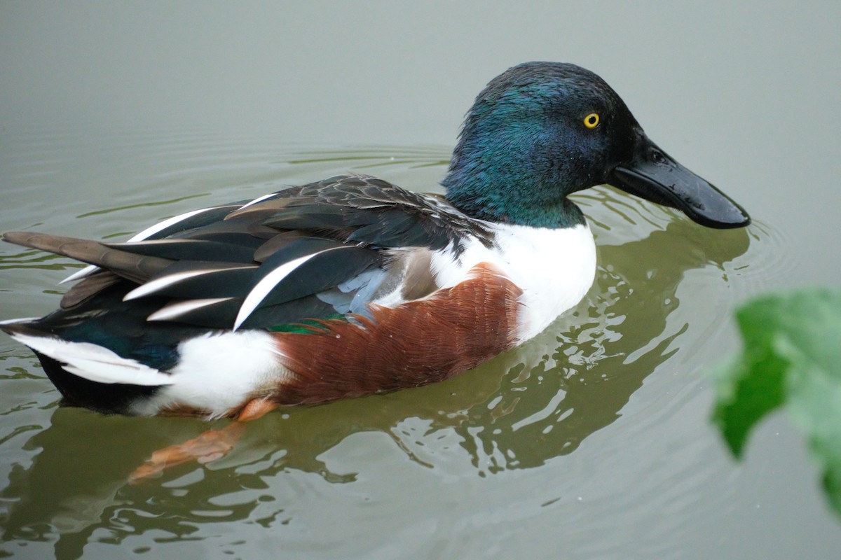 skjeand - ML645455665