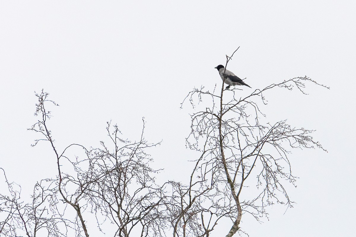 Nebelkrähe - ML645455666