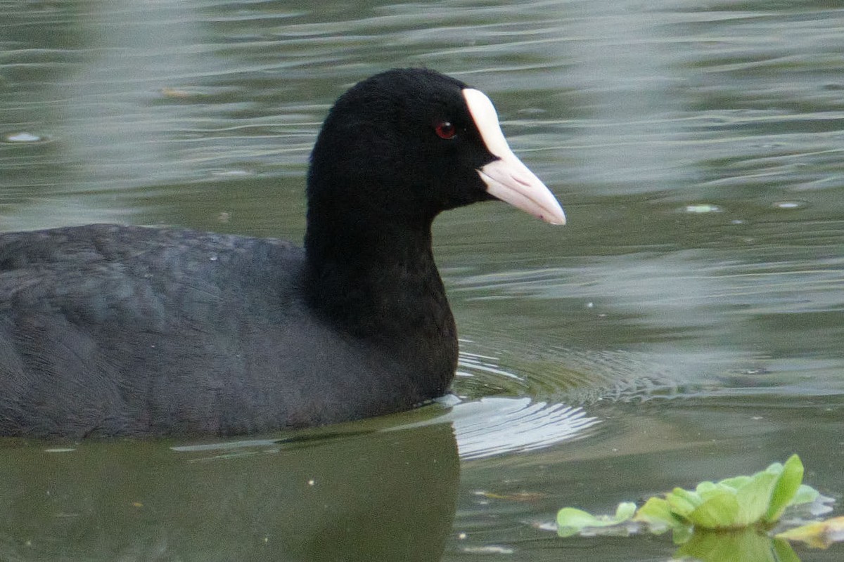 sothøne - ML645455667