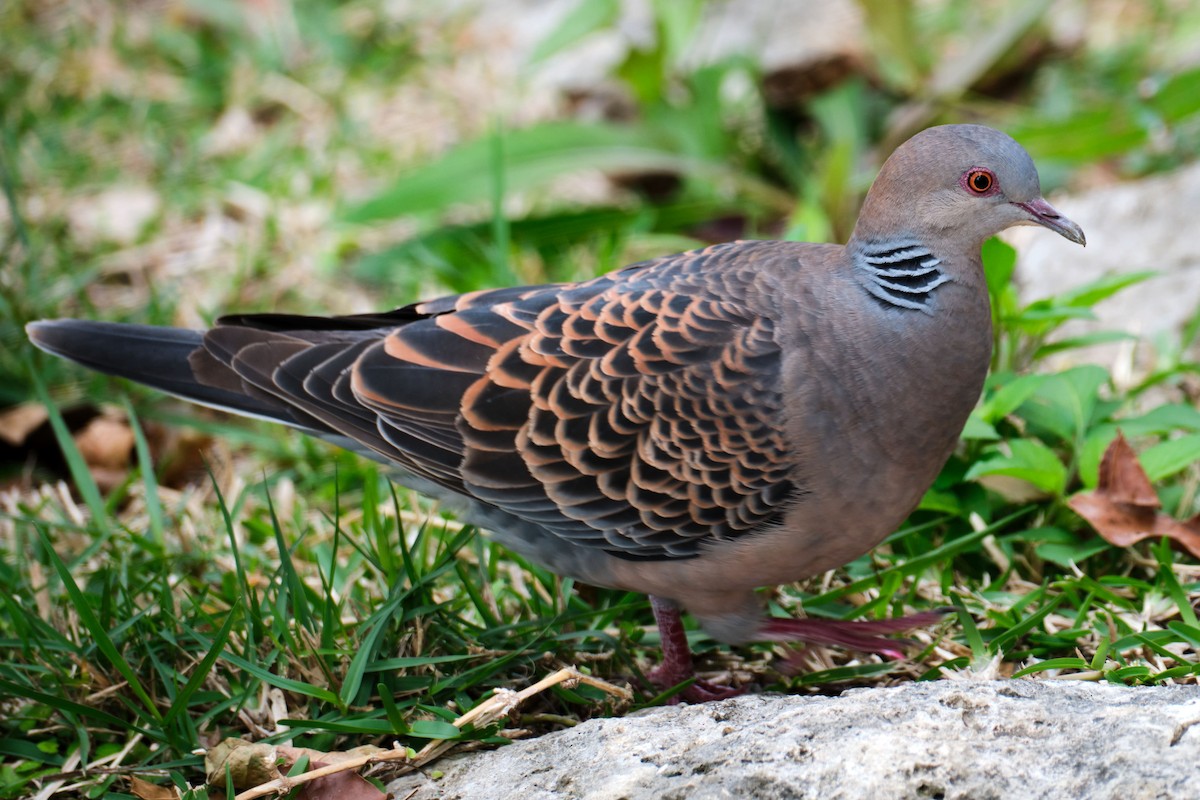 mongolturteldue - ML645455673