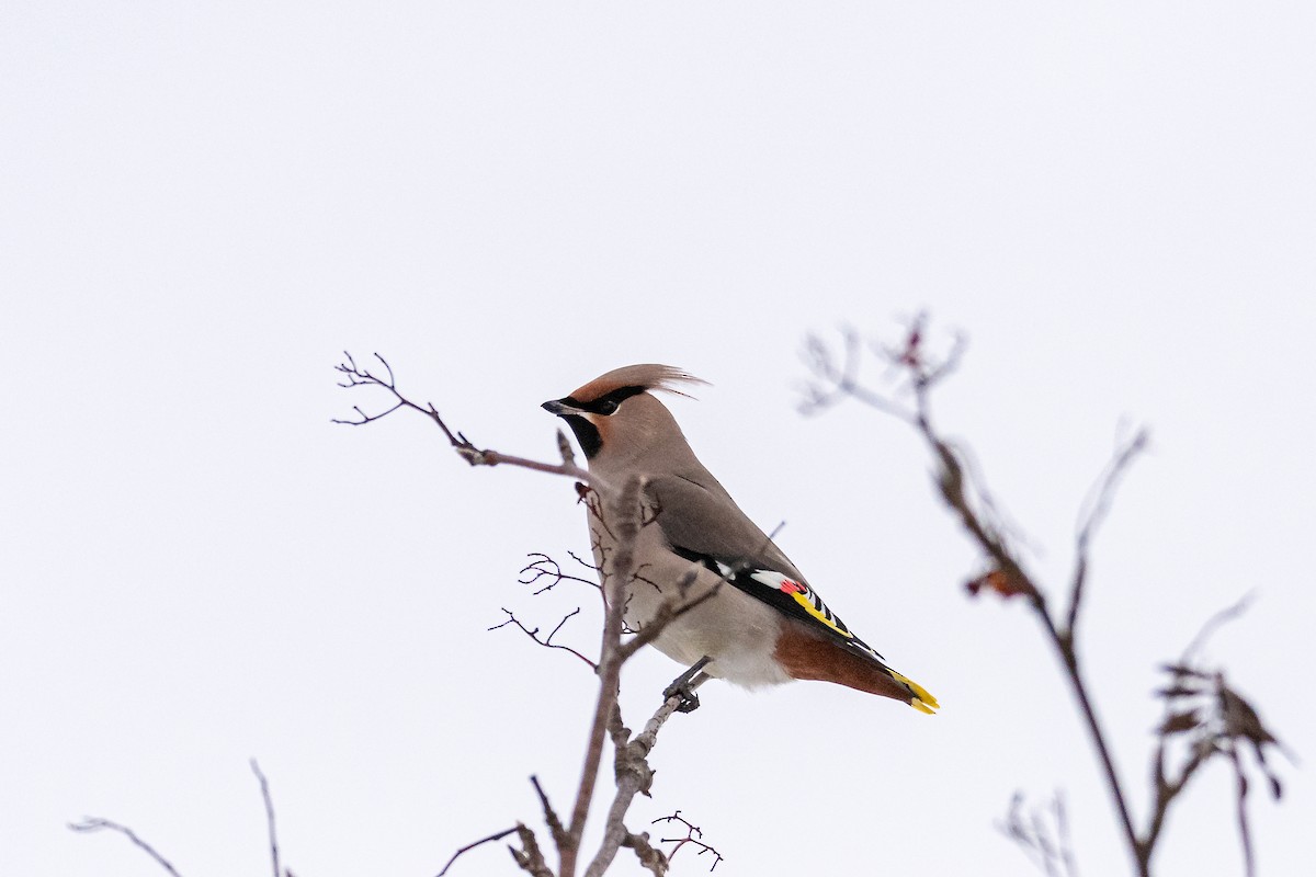 キレンジャク - ML645455676