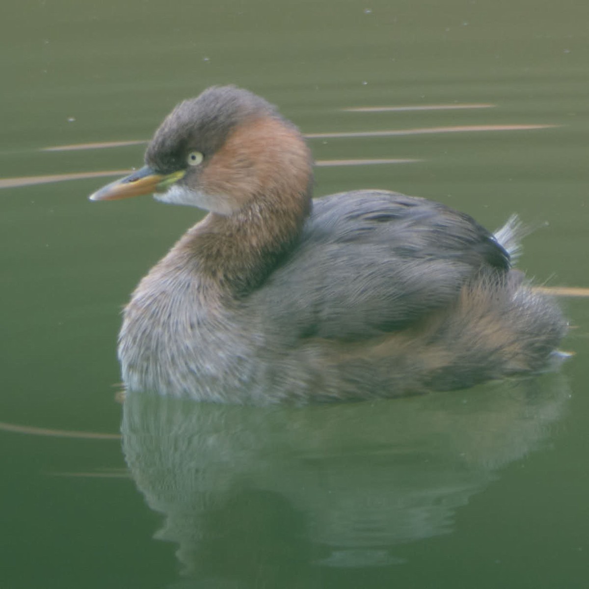 dvergdykker - ML645455678