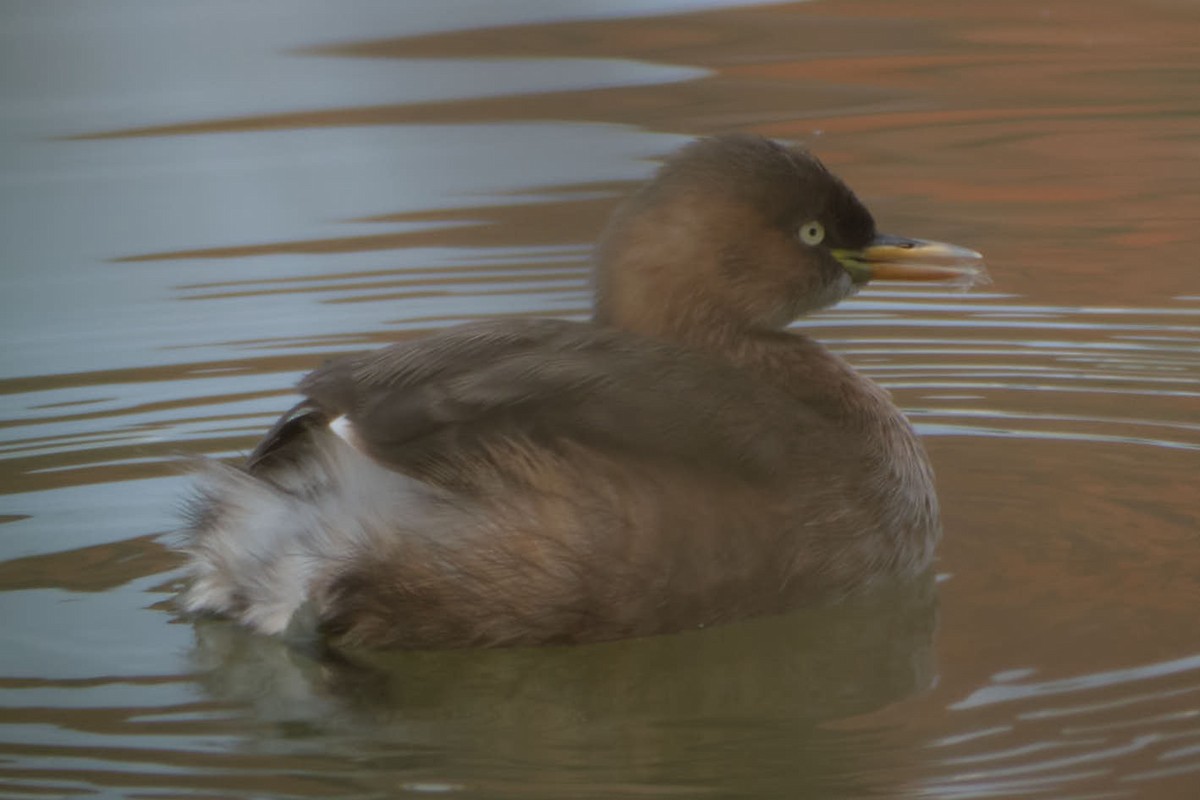 dvergdykker - ML645455679