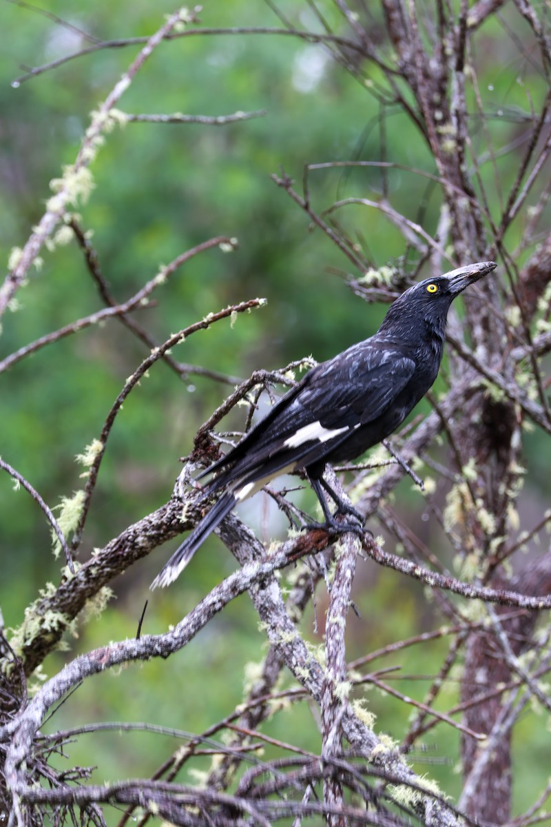 Pied Currawong - ML645455680
