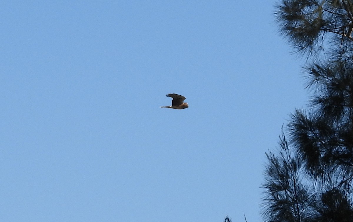 Northern Harrier - ML645455691