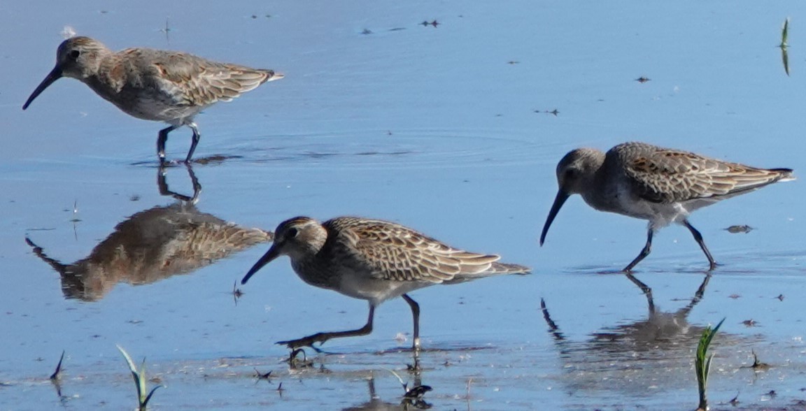 Dunlin - ML645455706