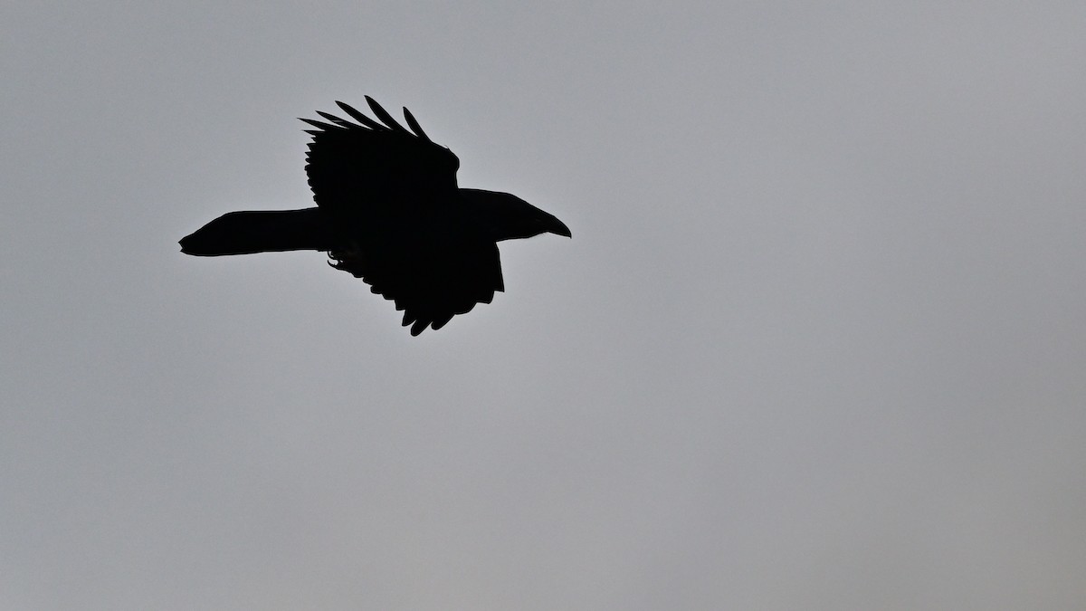 Common Raven - ML645455707