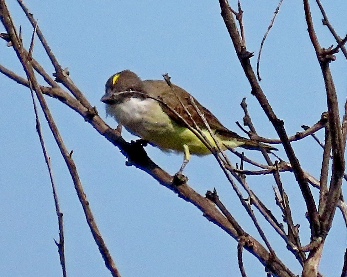 Thick-billed Kingbird - ML645455708