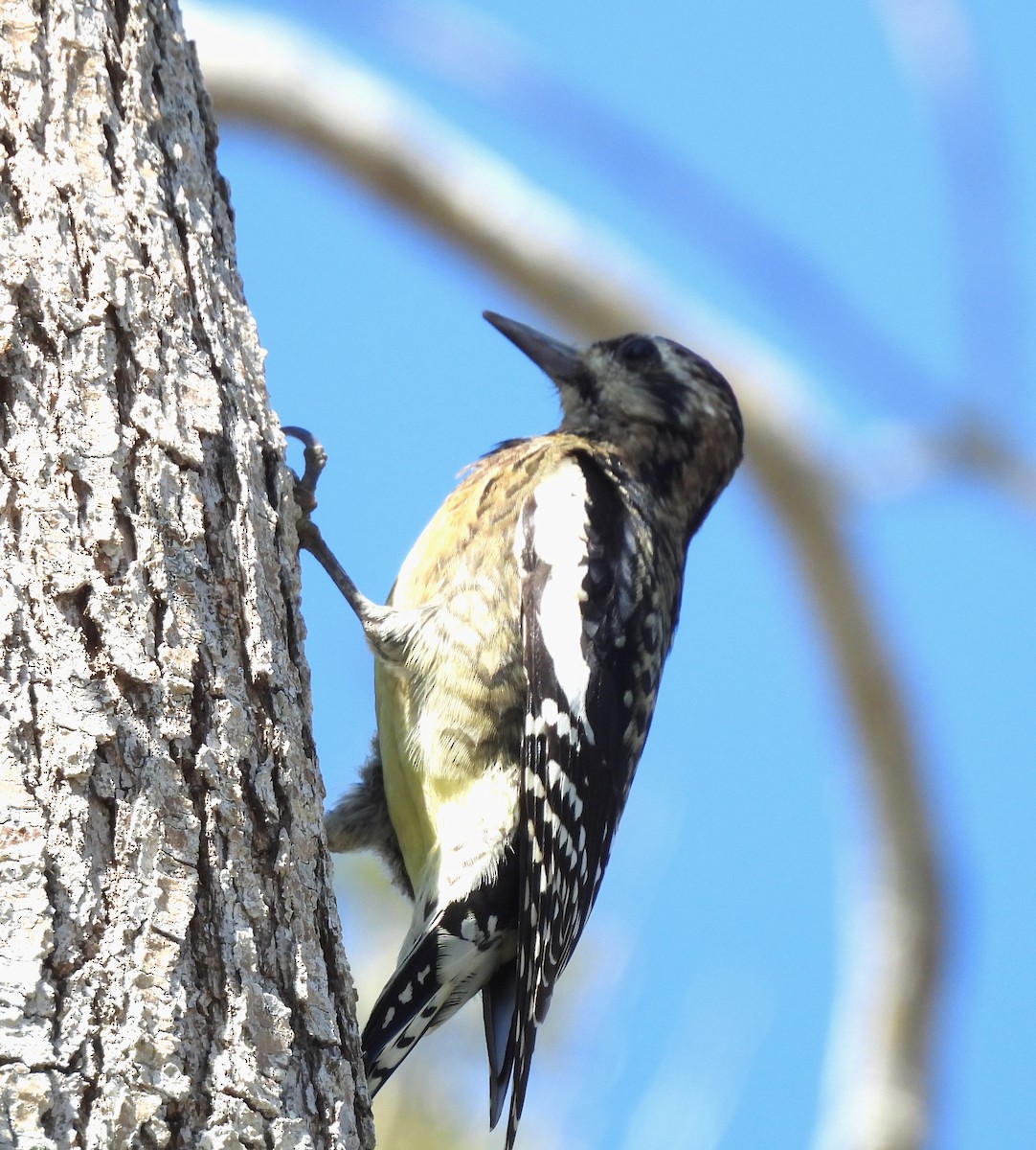 Yellow-bellied Sapsucker - ML645455709