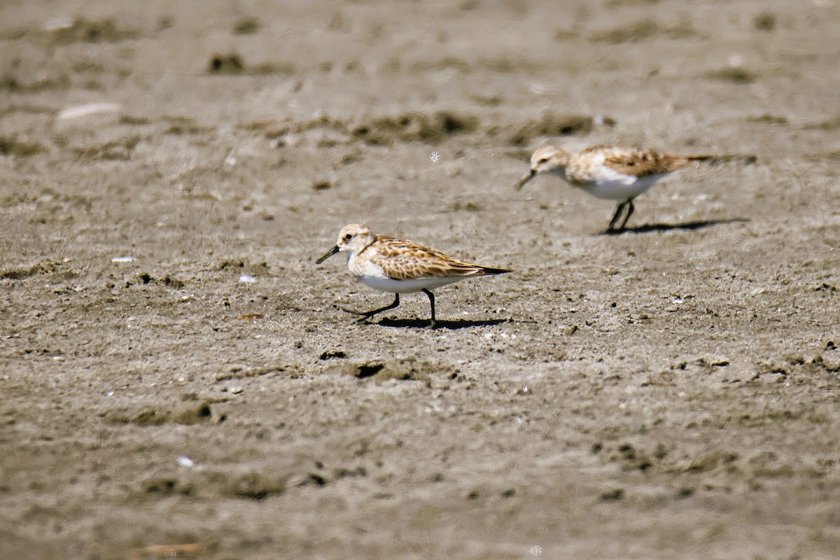 Semipalmated Sandpiper - ML645455711