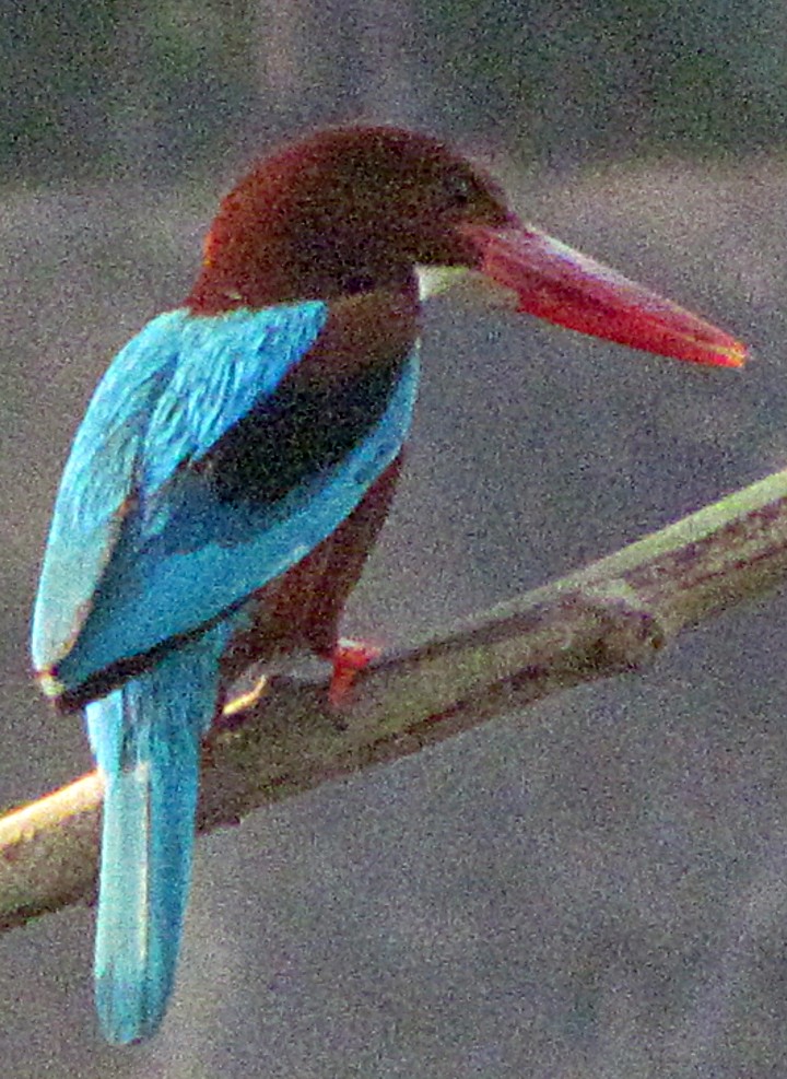 White-throated Kingfisher - ML645455712