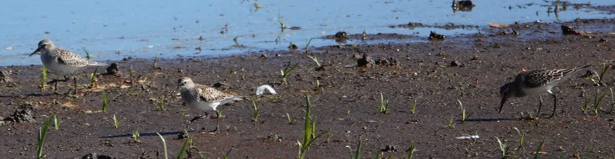 White-rumped Sandpiper - ML645455713