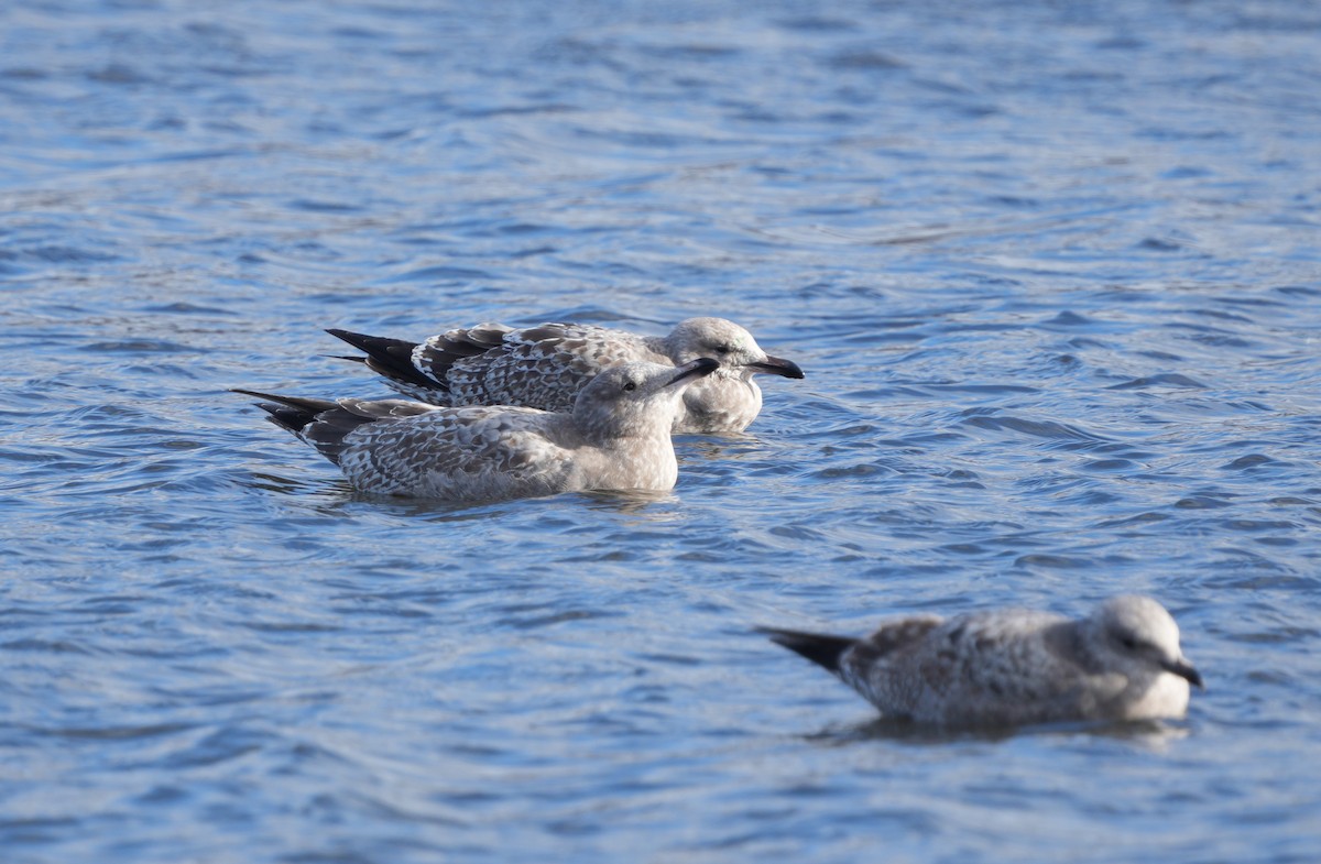 American Herring Gull - ML645455714