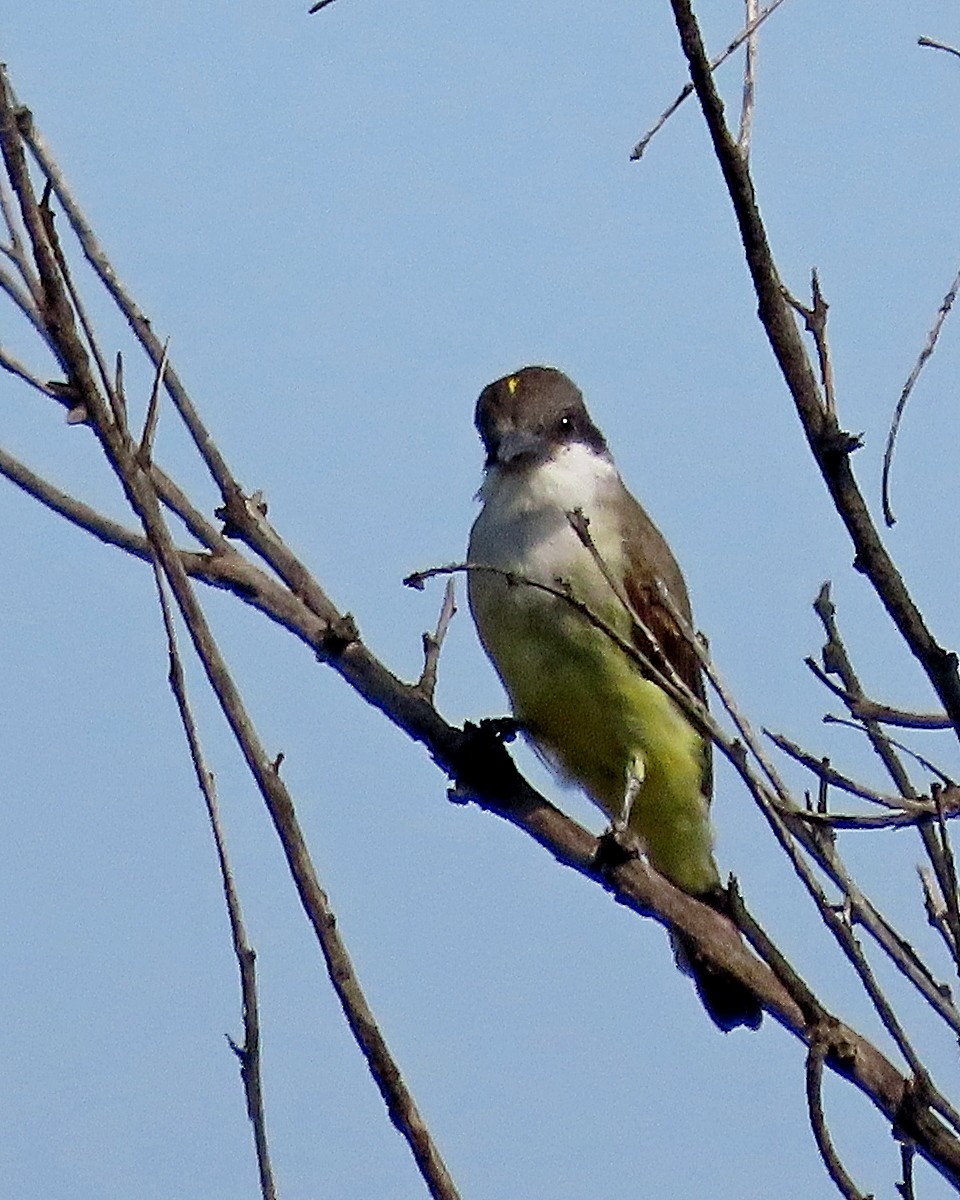 Thick-billed Kingbird - ML645455717