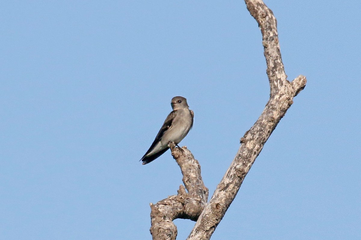 Northern Rough-winged Swallow - ML645455718