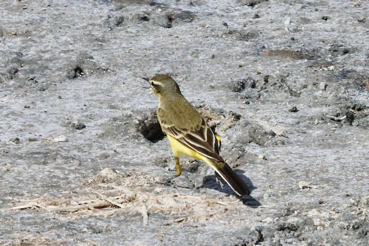 Western Yellow Wagtail - ML645455720