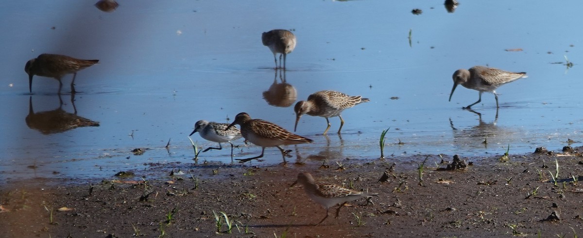 Pectoral Sandpiper - ML645455721