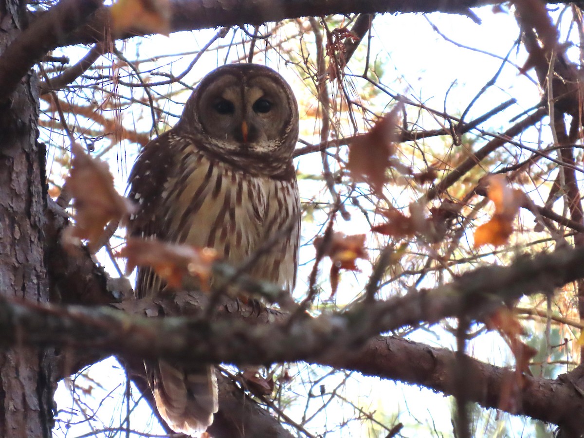 Barred Owl - ML645455724