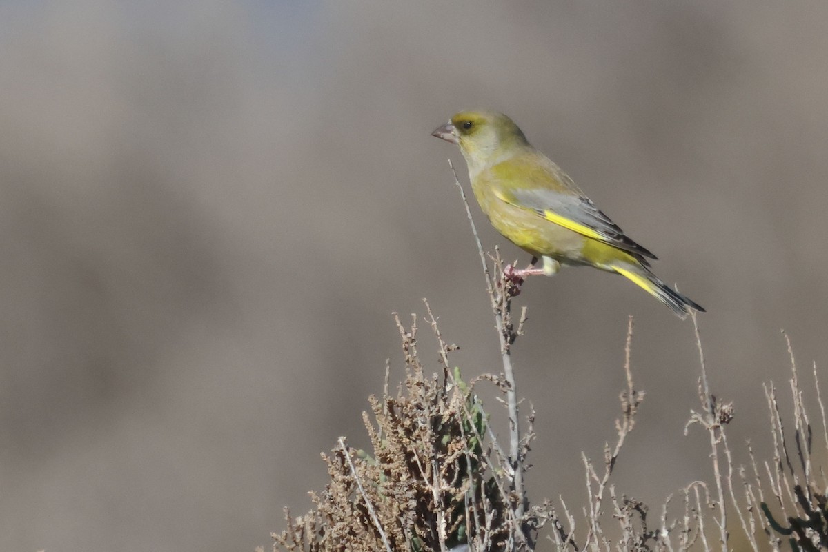 European Greenfinch - ML645455725