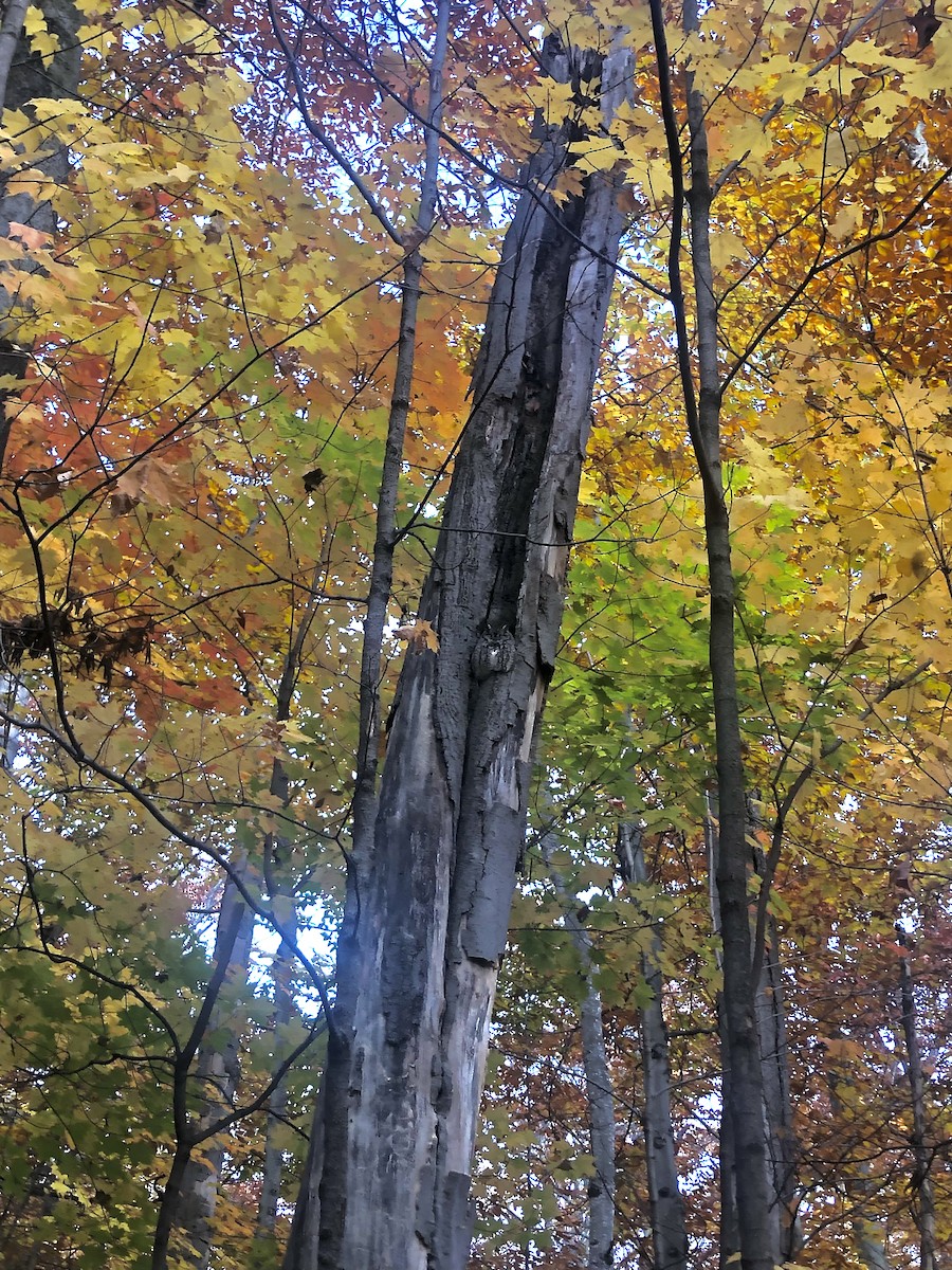 Eastern Screech-Owl - ML645455726